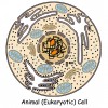Eukaryotic Flagella