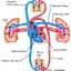 Difference between Pulmonary and Systemic Circuit