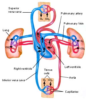 Difference between Pulmonary and Systemic Circuit