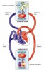 Dissimilarity between Pulmonary and Systemic Circuit