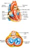 Dissimilarity between Pulmonary and Systemic Circuit