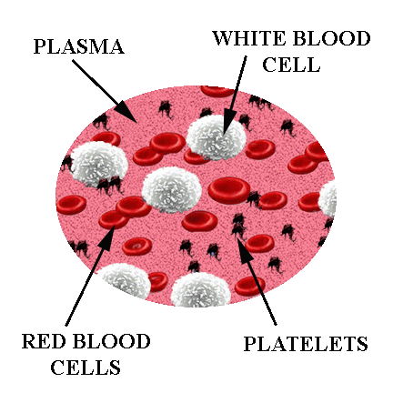 Red Blood Cells and Platelets