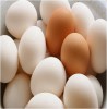 Eggs Foods Rich in Protein