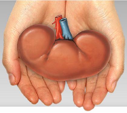 Ask a Loved One to Donate a Kidney