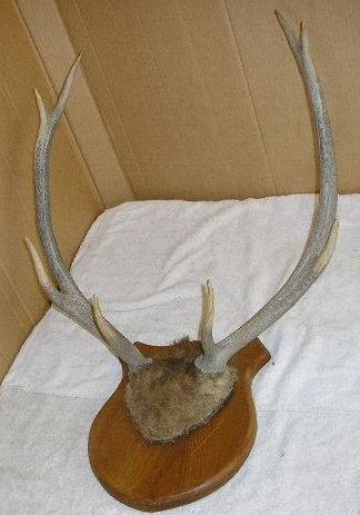 Attaching Deer Horns to a Plaque