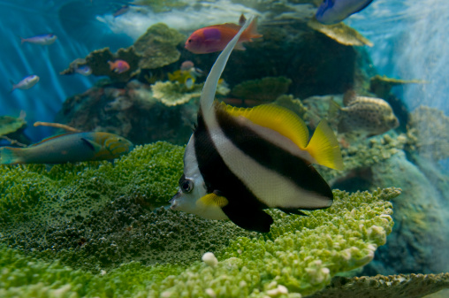 Breeding Freshwater Angelfish