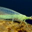 How to Buy Green Lacewings