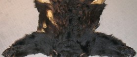 Bearskin Rug