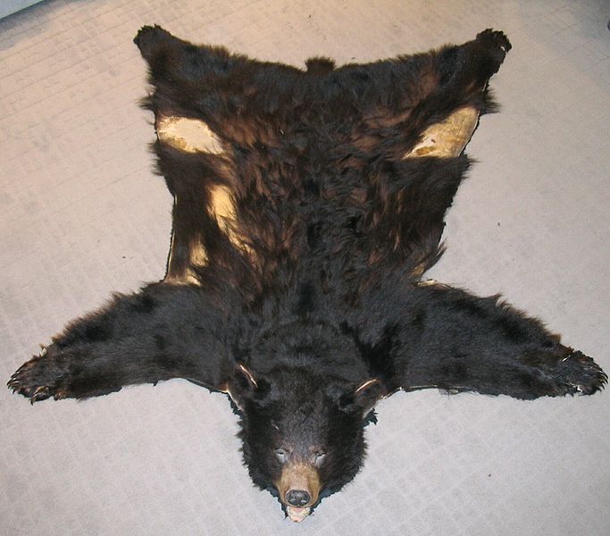 Bearskin Rug