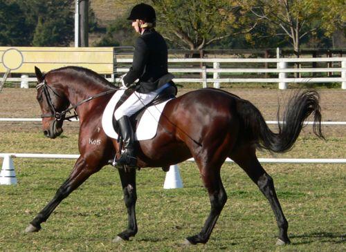 Cantering a horse