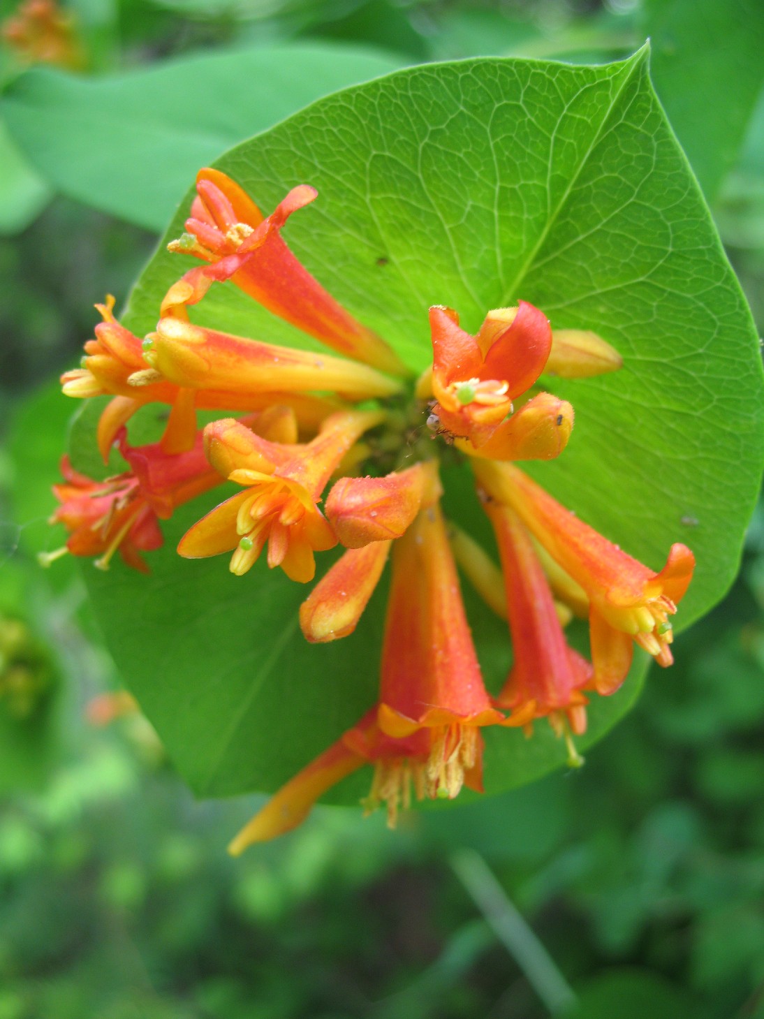 Tips about How to Care for Trumpet Honeysuckle