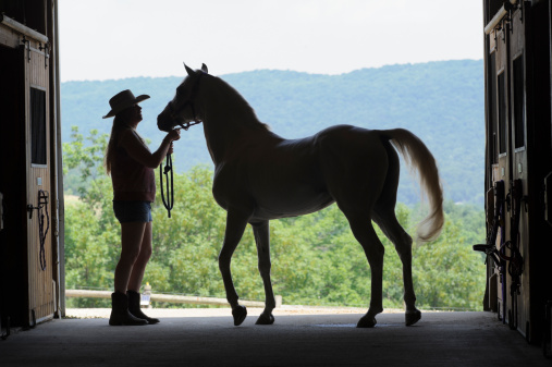 Tips about How to Care for Your Horse After Riding