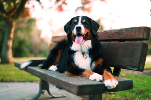 Tips about How to Care for a Bernese Mountain Dog