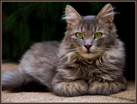 Tips about How to Care for a Longhaired Manx