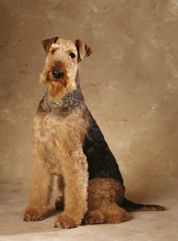 How to Care for an Airedale Terrier