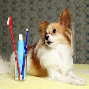 Care for your Papillon