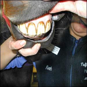 Horse's Teeth
