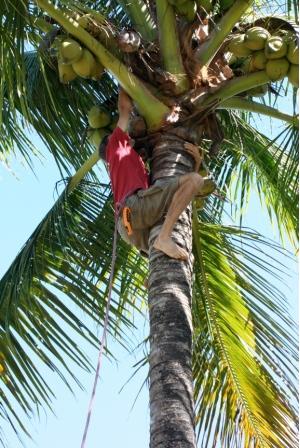 Climbing a coconut tree