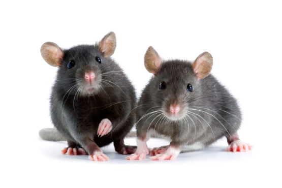 Control Rodents in your Home