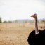 Diagnose Illness in an Ostrich