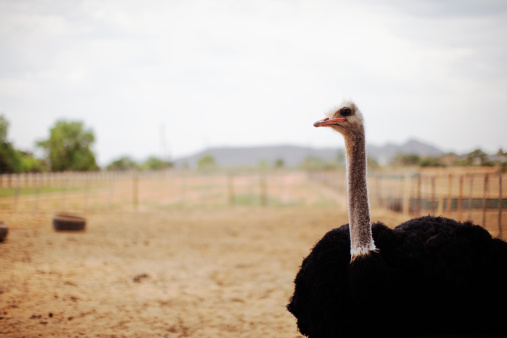 Diagnose Illness in an Ostrich