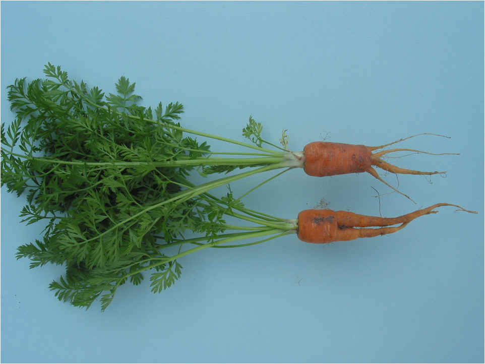 Root Knot Nematodes in the Garden