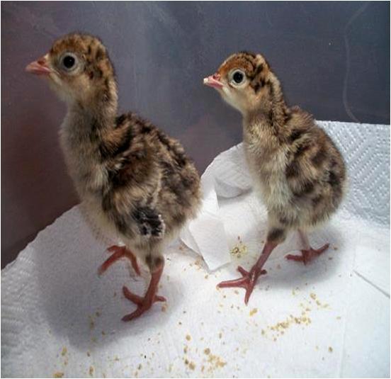 Feed Baby Turkeys