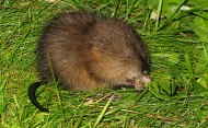 How to Feed Muskrats