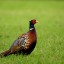 Tips about How to Feed Pheasants in Winter