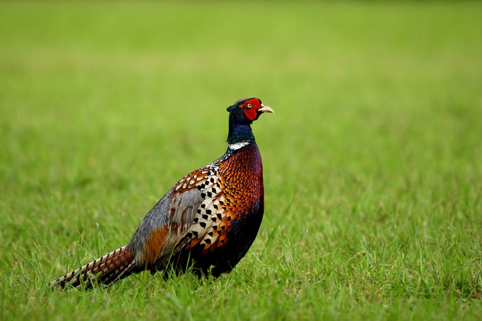 Tips about How to Feed Pheasants in Winter