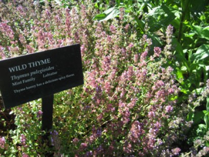 Thyme Plants