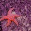 Find Starfish at the Beach