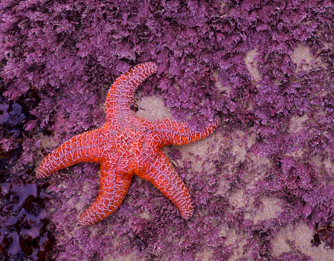 Find Starfish at the Beach