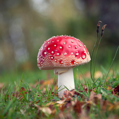 How to Go on a Mushroom Hunt