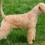 Tips about How to Groom a Lakeland Terrier