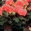 Grow Annual Geranium