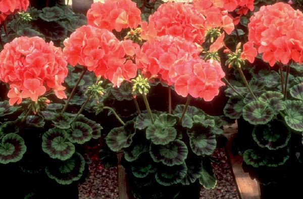 Grow Annual Geranium