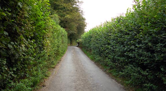 Tips about How to Grow Bushes for Privacy