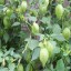 Grow Tomatillos from Seed