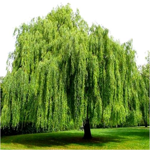 Grow a Willow Tree