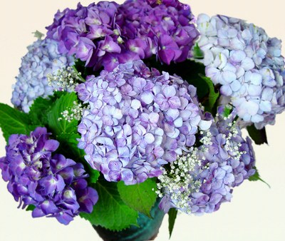 Keep Hydrangeas Last Long