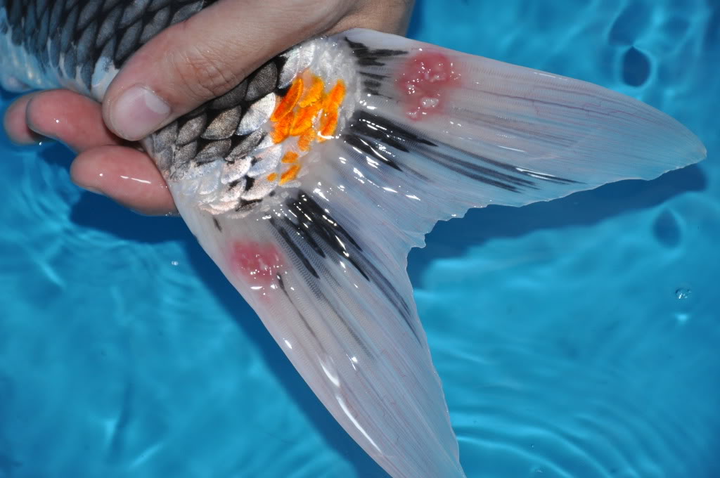 Koi Disease