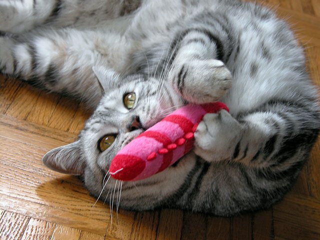 Make a Catnip Toy