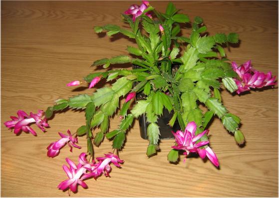 How to Make a Christmas Cactus Bloom