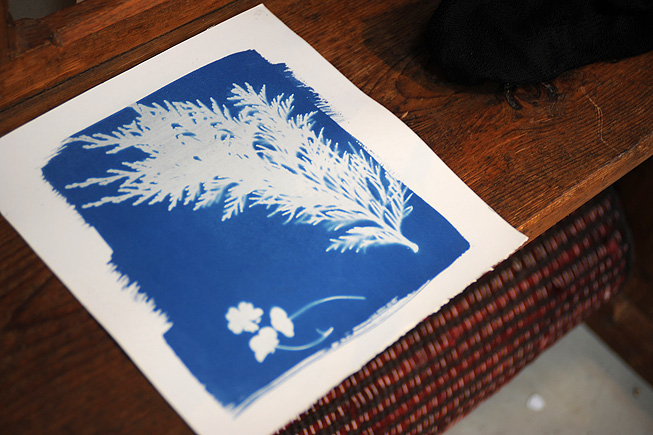 How to Make a Cyanotype