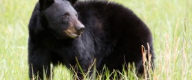 Tips about How to Photograph Black Bears