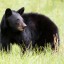 Tips about How to Photograph Black Bears