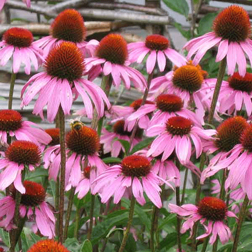 Perennial Herbs