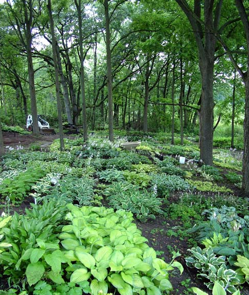 Plant Under Black Walnut Trees