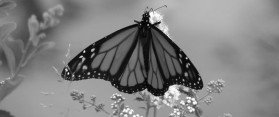 Black and White Photograph of a Butterfly